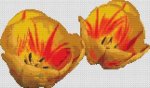 (image for) Red - Yellow Tulips